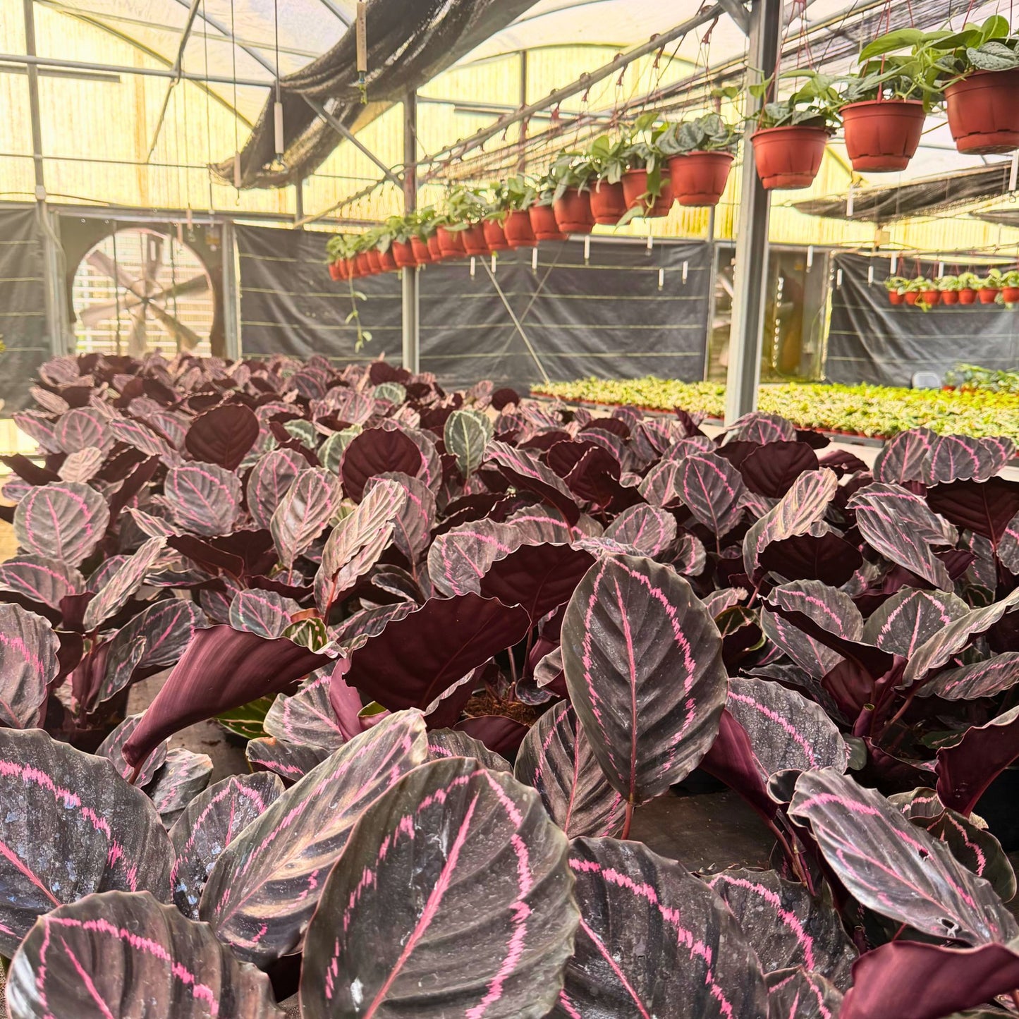 6” Calathea Dottie