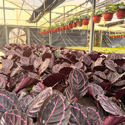 6” Calathea Dottie