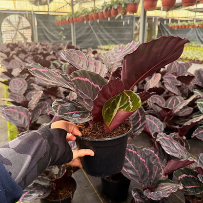 6” Calathea Dottie
