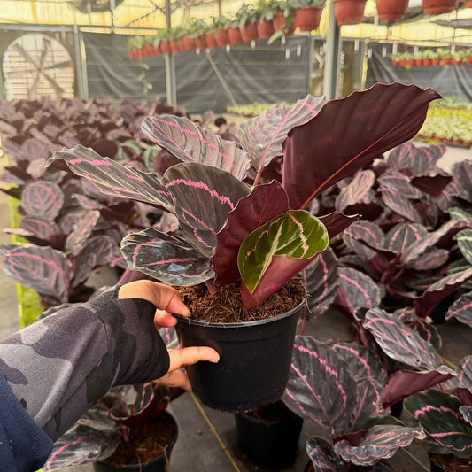 6” Calathea Dottie
