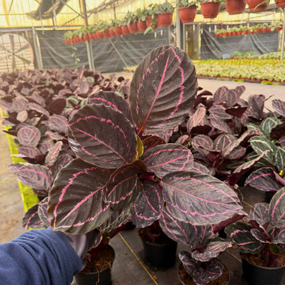 6” Calathea Dottie
