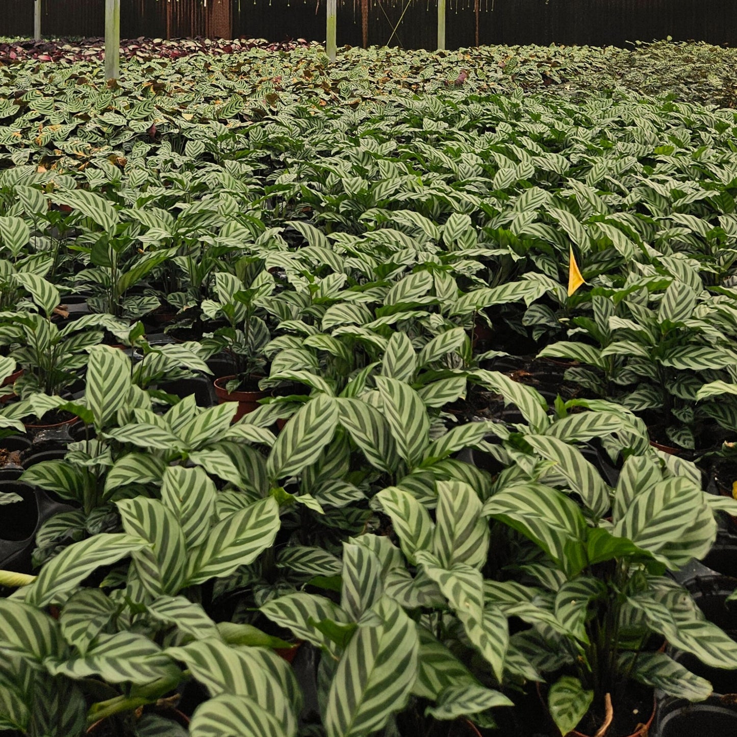 4” Calathea Freddie