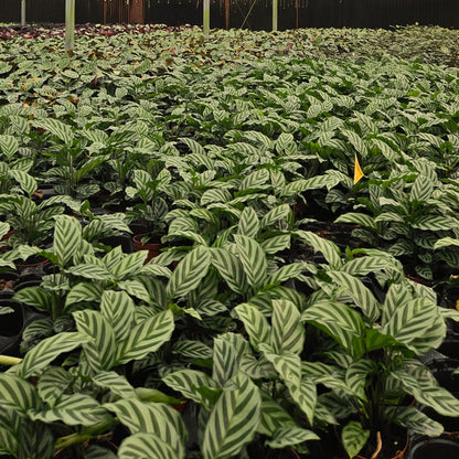 4” Calathea Freddie