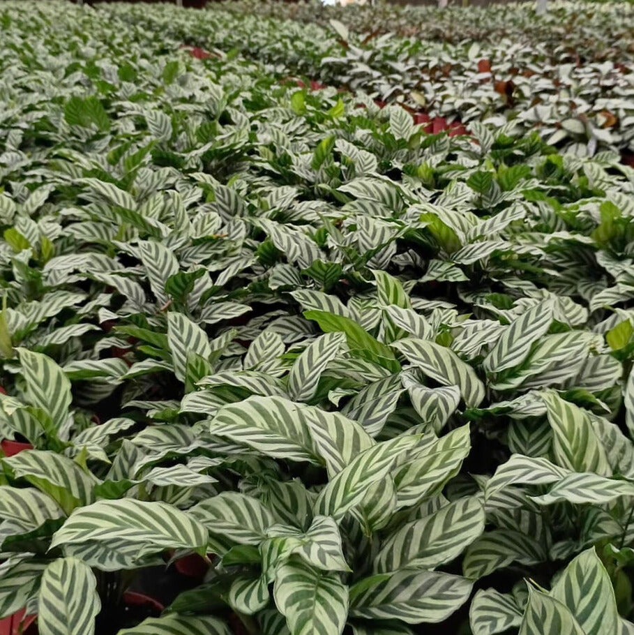 6” Calathea Freddie