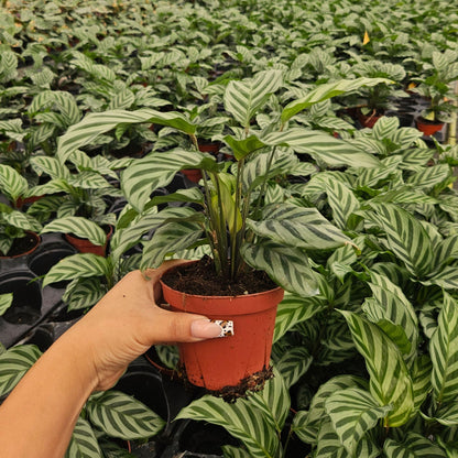 4” Calathea Freddie