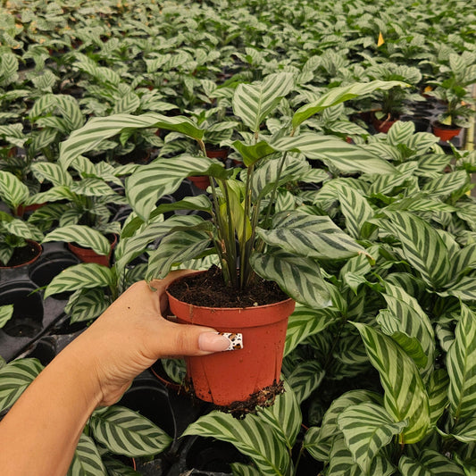 4” Calathea Freddie