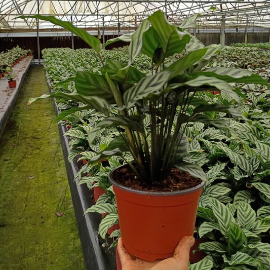 6” Calathea Freddie