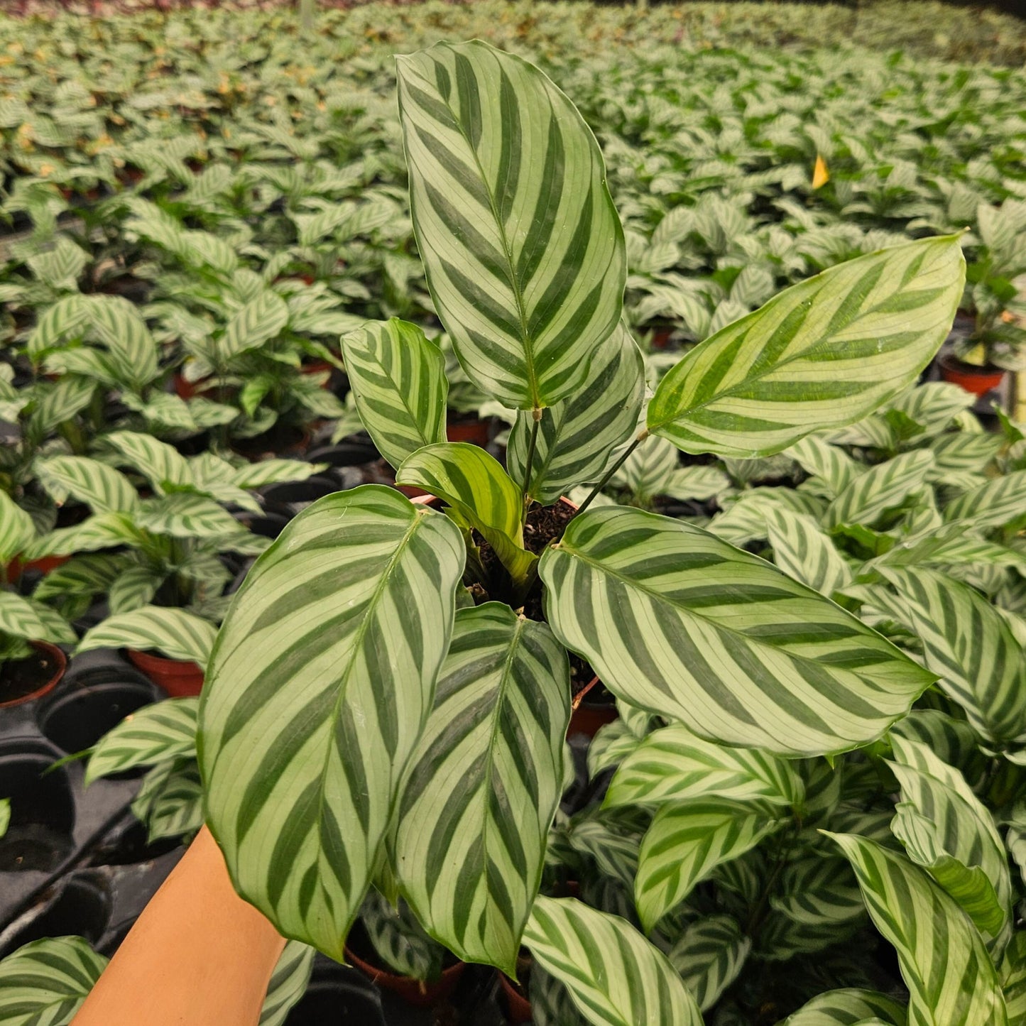 4” Calathea Freddie