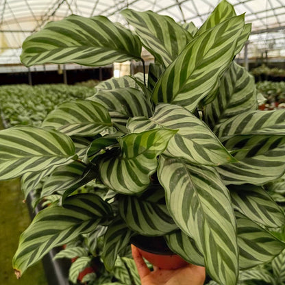 6” Calathea Freddie