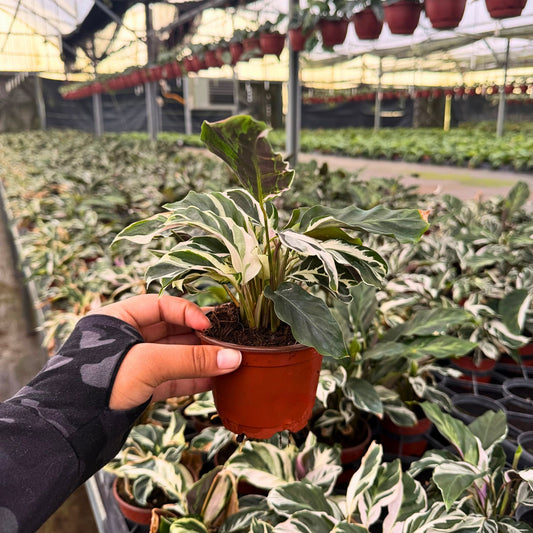 4” Calathea Fusion White (PP26187) Propagation Strictly Prohibited