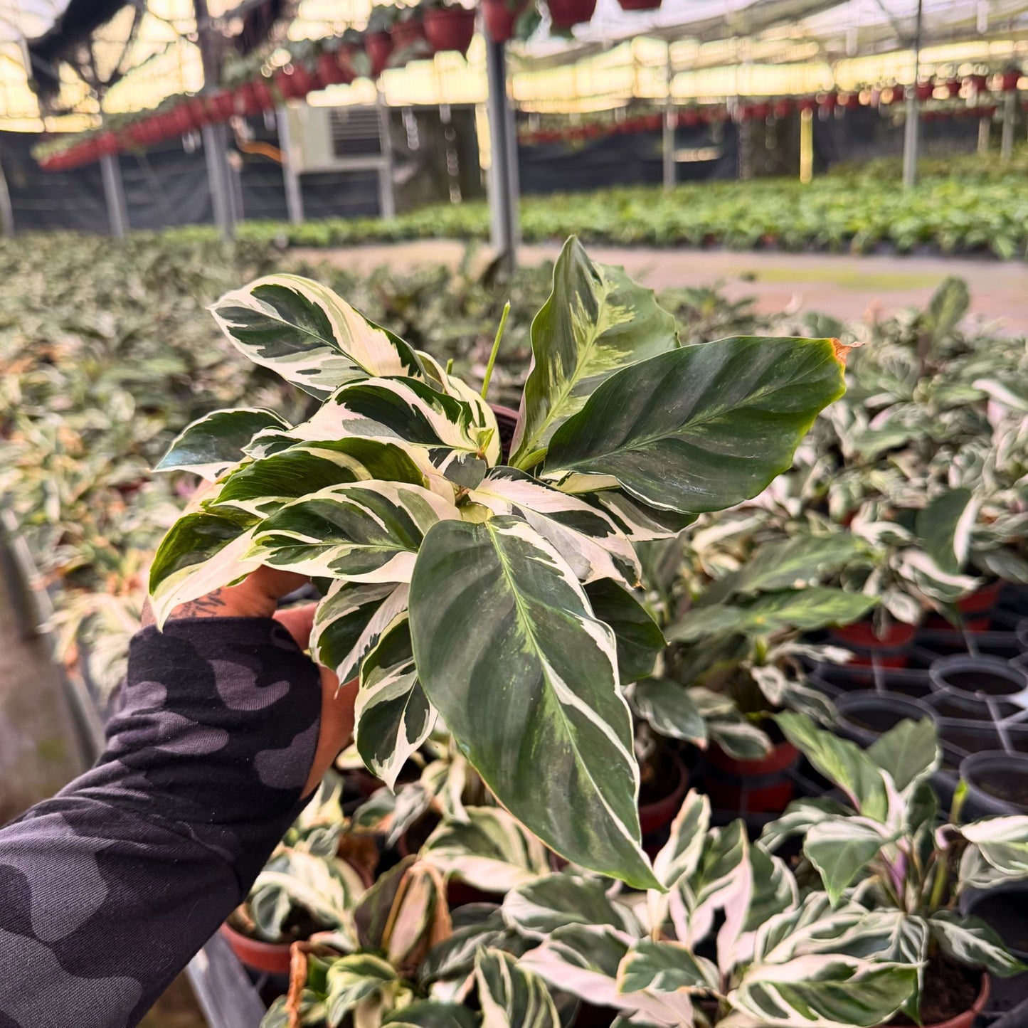 4” Calathea Fusion White (PP26187) Propagation Strictly Prohibited