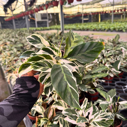 4” Calathea Fusion White (PP26187) Propagation Strictly Prohibited