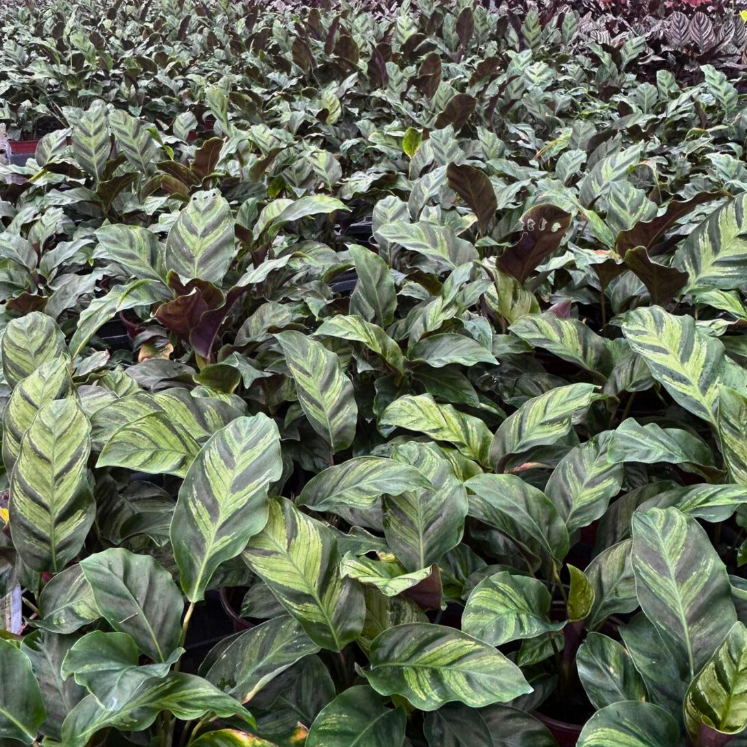 4” Calathea Green Star