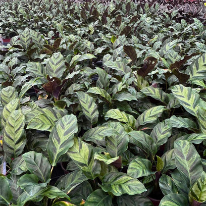 4” Calathea Green Star