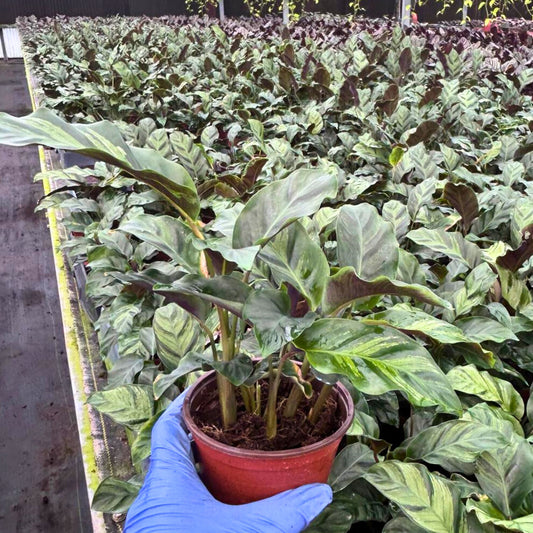 4” Calathea Green Star