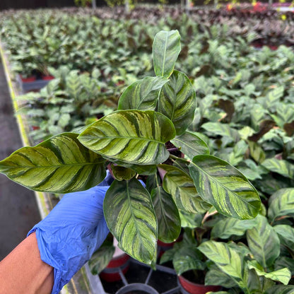 4” Calathea Green Star