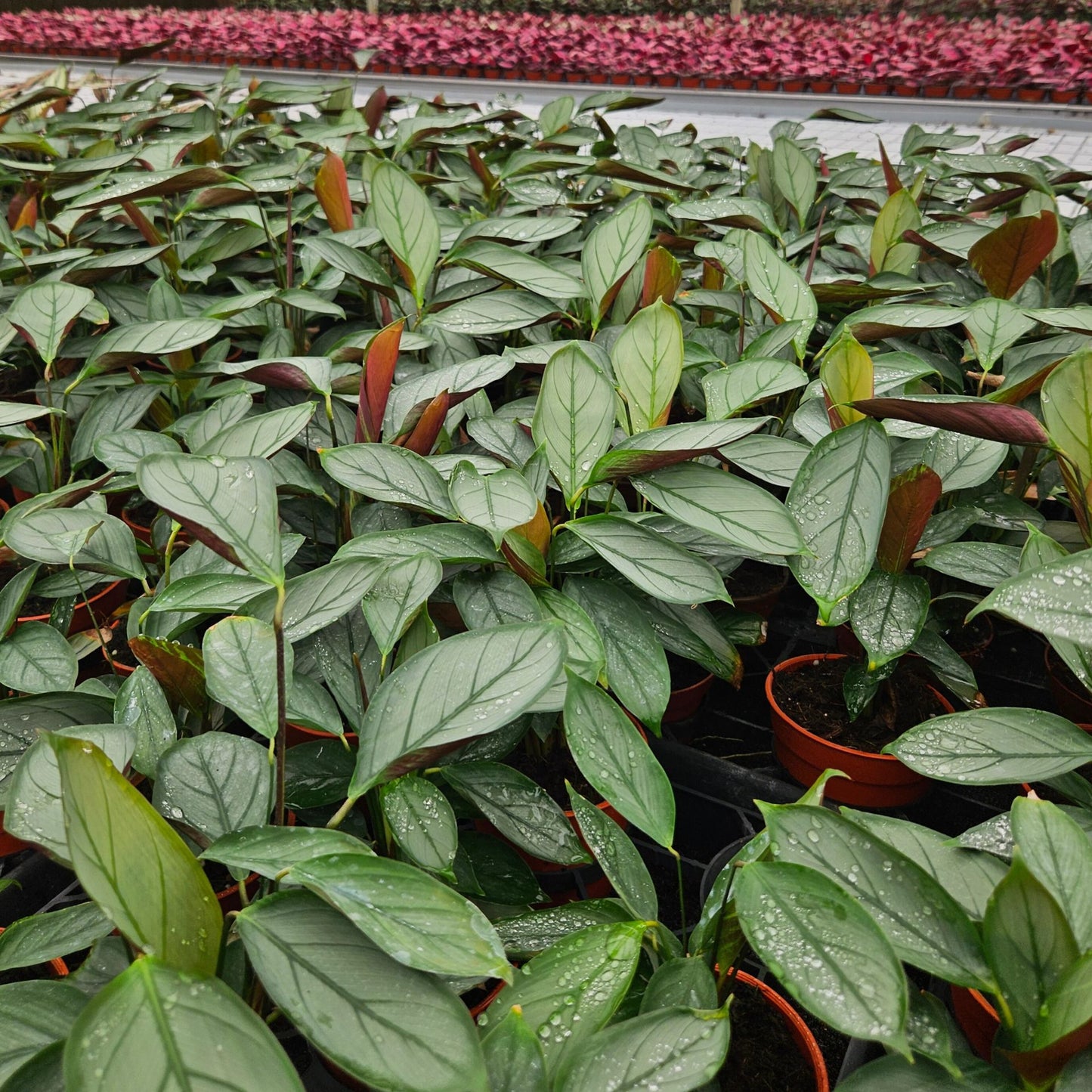 4” Calathea Grey Star