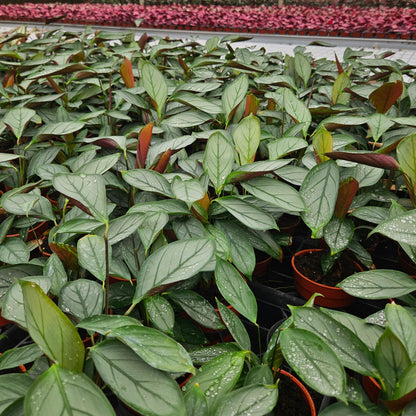 4” Calathea Grey Star