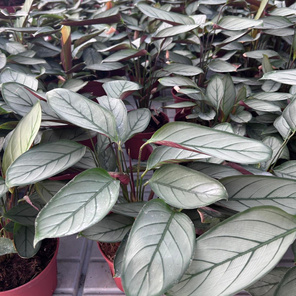 6” Calathea Grey Star