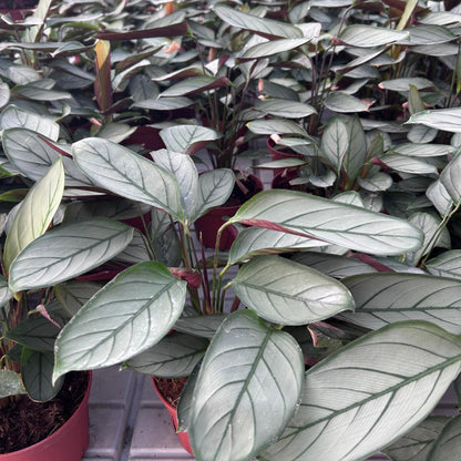 6” Calathea Grey Star