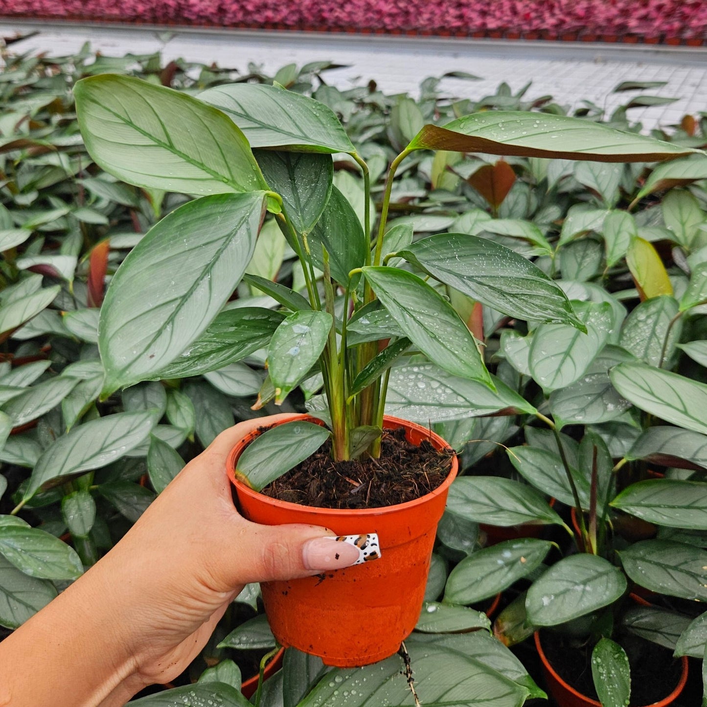 4” Calathea Grey Star