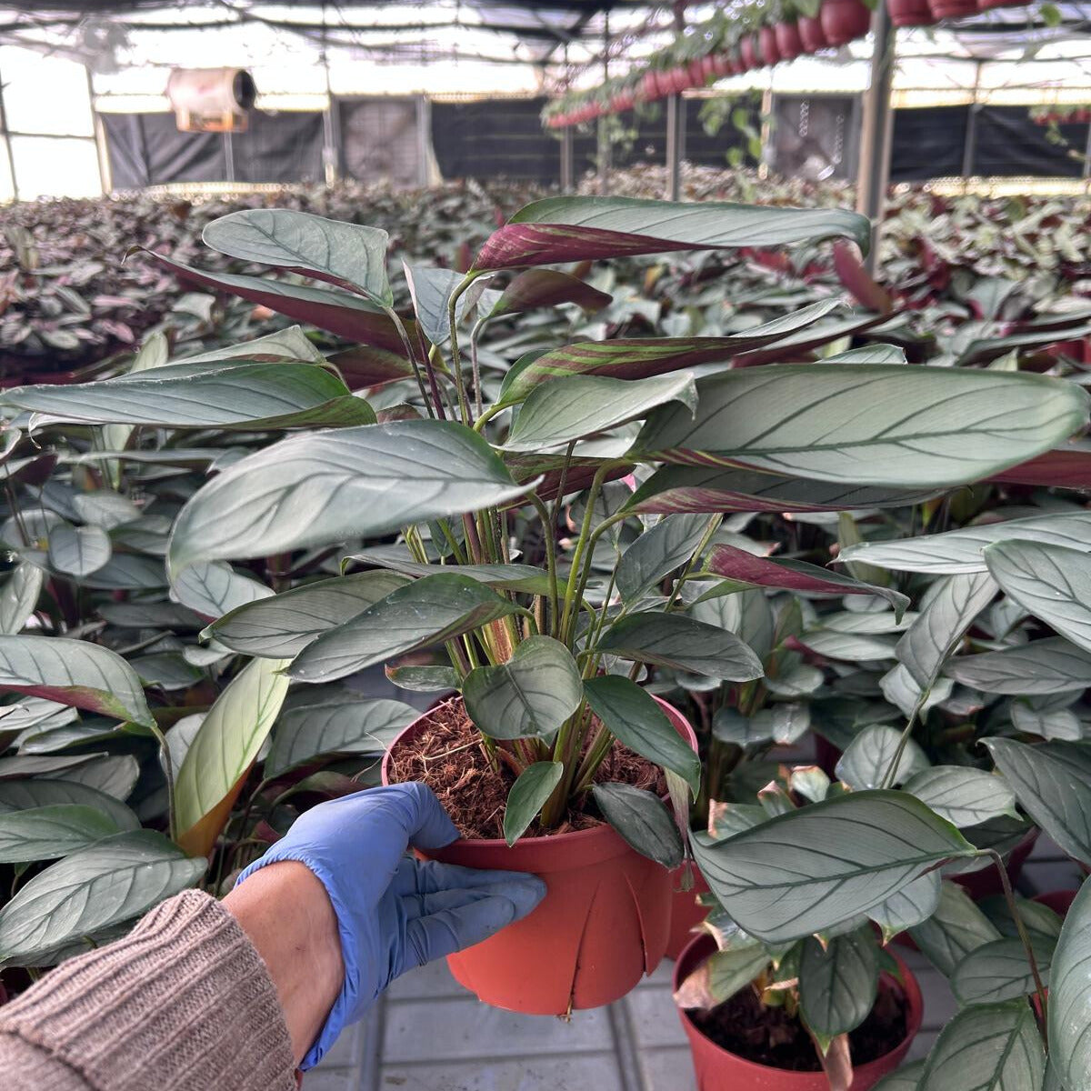 6” Calathea Grey Star