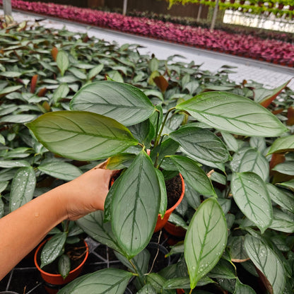 4” Calathea Grey Star