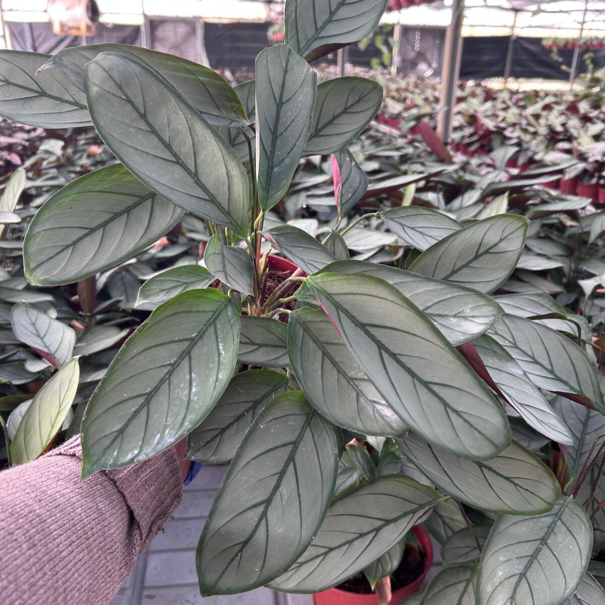 6” Calathea Grey Star