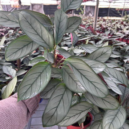 6” Calathea Grey Star