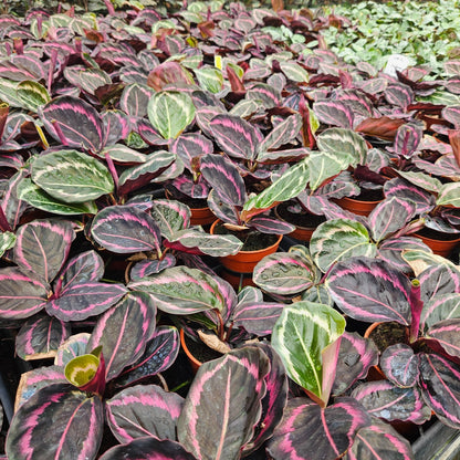 4" Calathea Jessey Princess