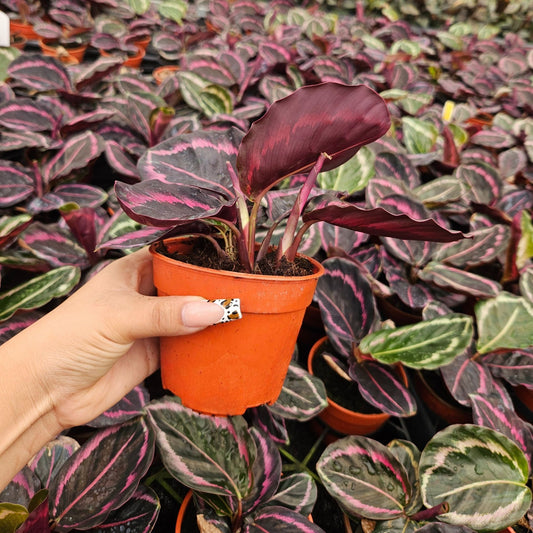 4" Calathea Jessey Princess