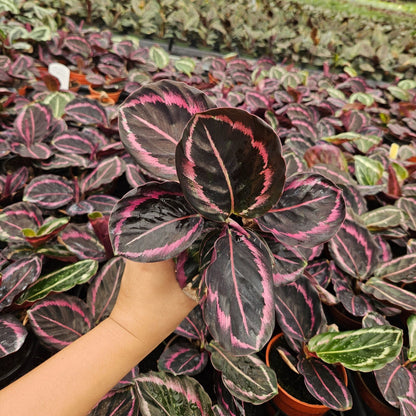 4" Calathea Jessey Princess