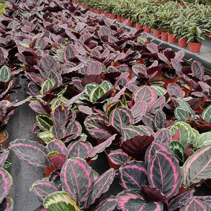 6” Calathea Jessey Princess