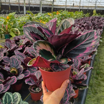 6” Calathea Jessey Princess