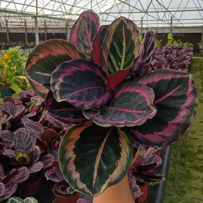 6” Calathea Jessey Princess