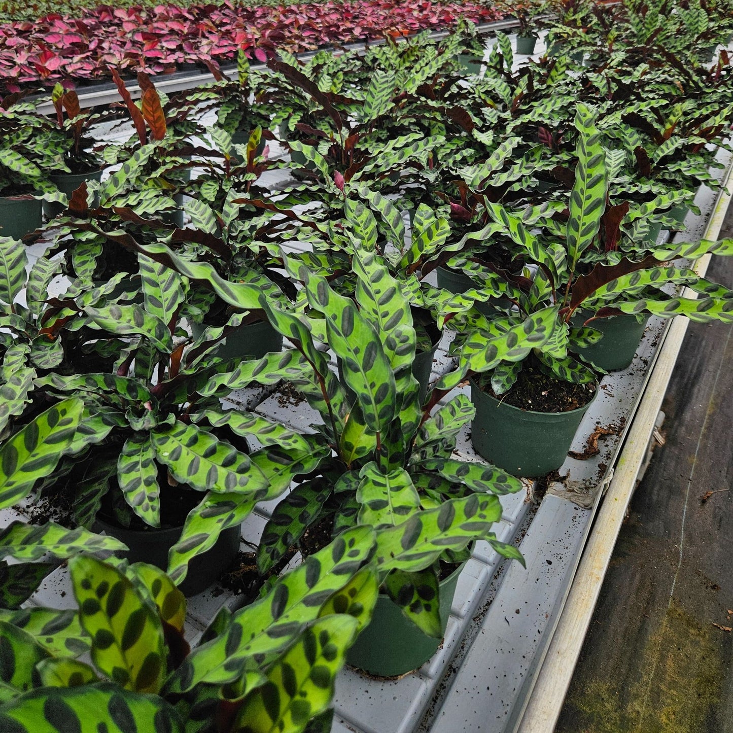 6” Calathea Lancifolia