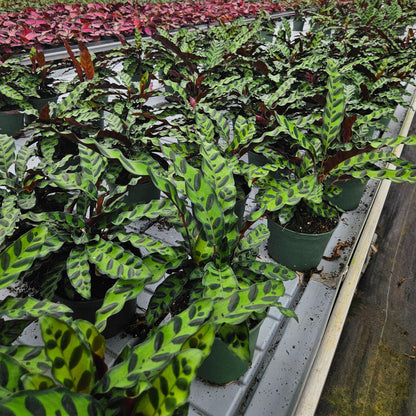 6” Calathea Lancifolia