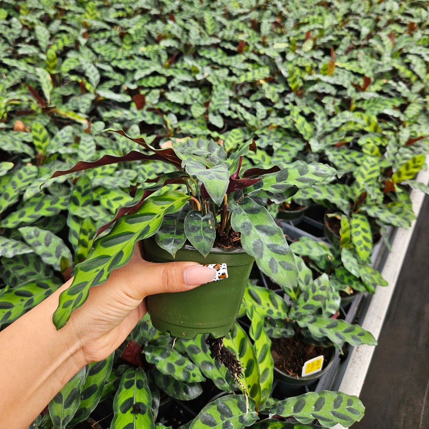 4” Calathea Lancifolia