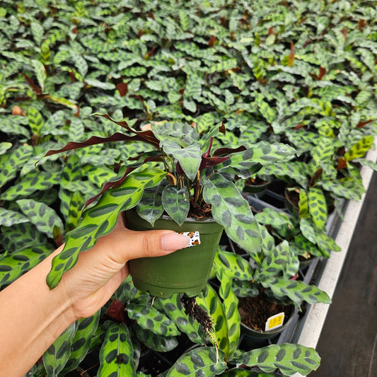 4” Calathea Lancifolia
