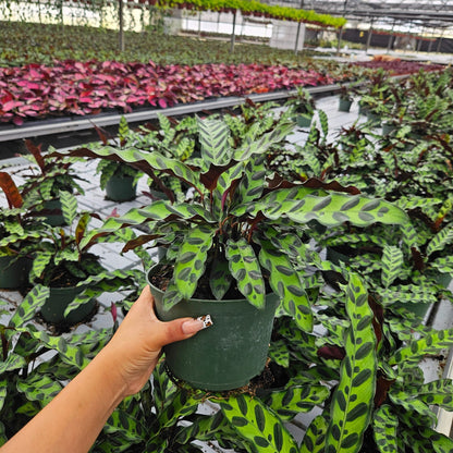 6” Calathea Lancifolia