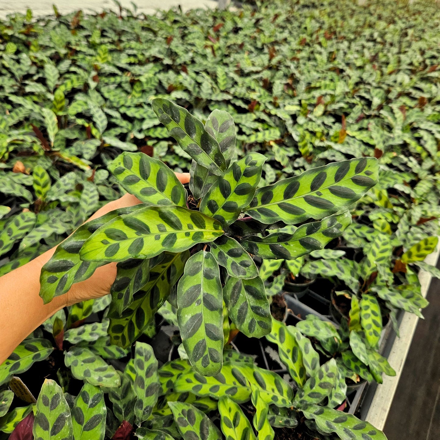 4” Calathea Lancifolia