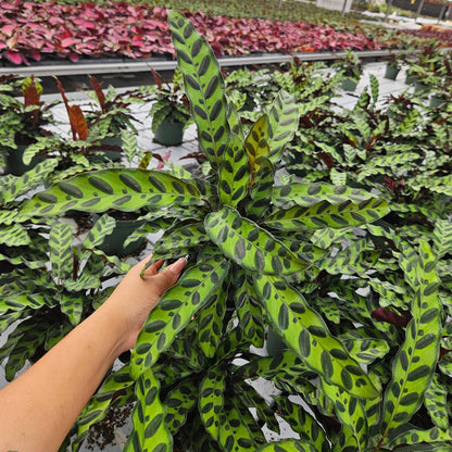 6” Calathea Lancifolia