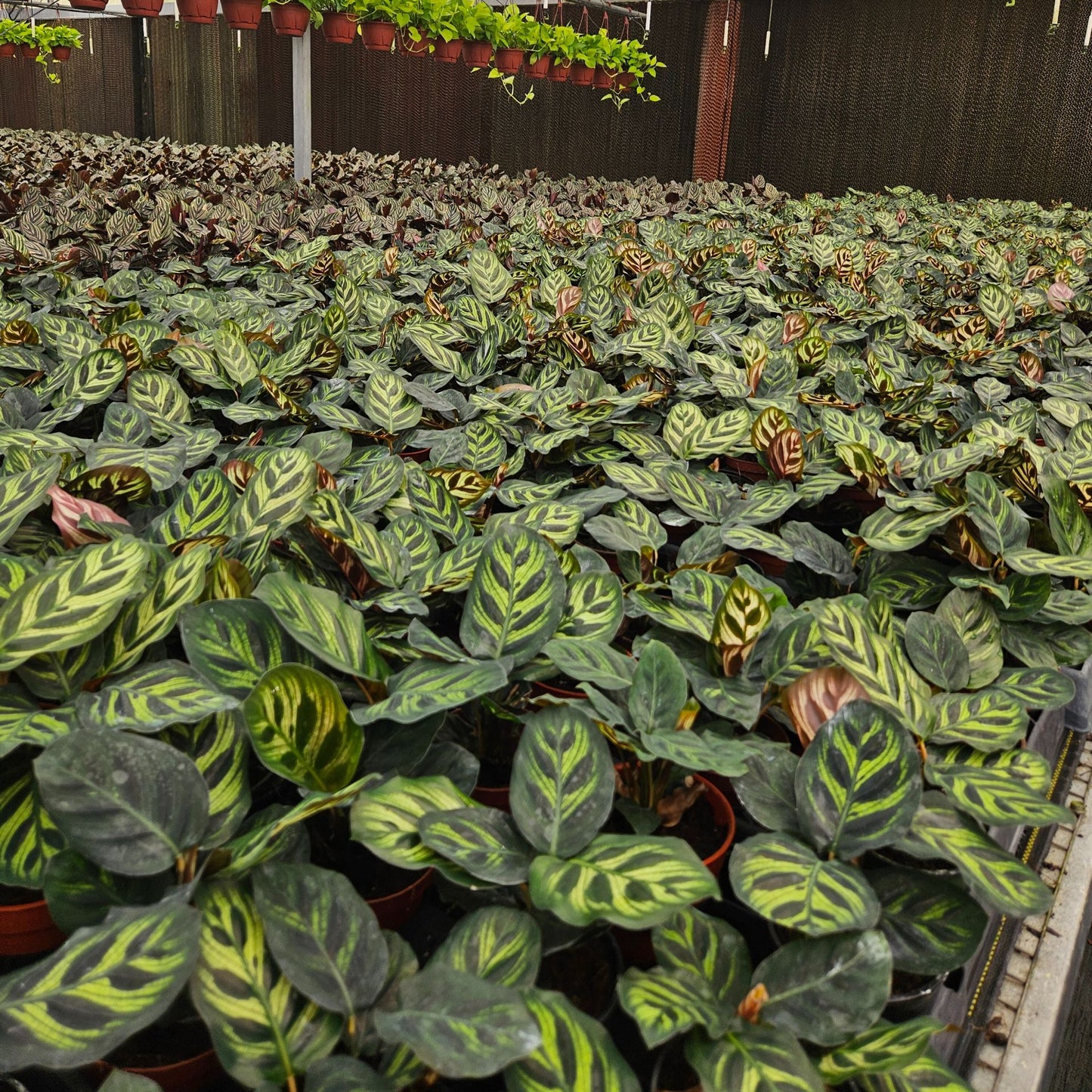 4” Calathea Makayona