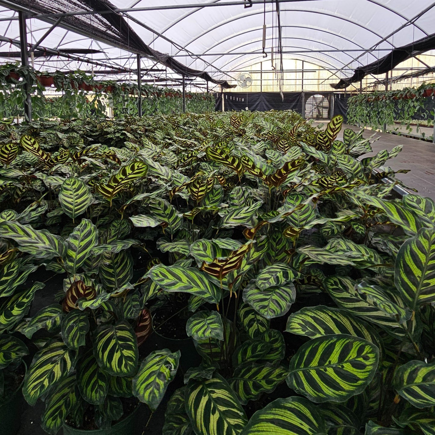 6” Calathea Makayona