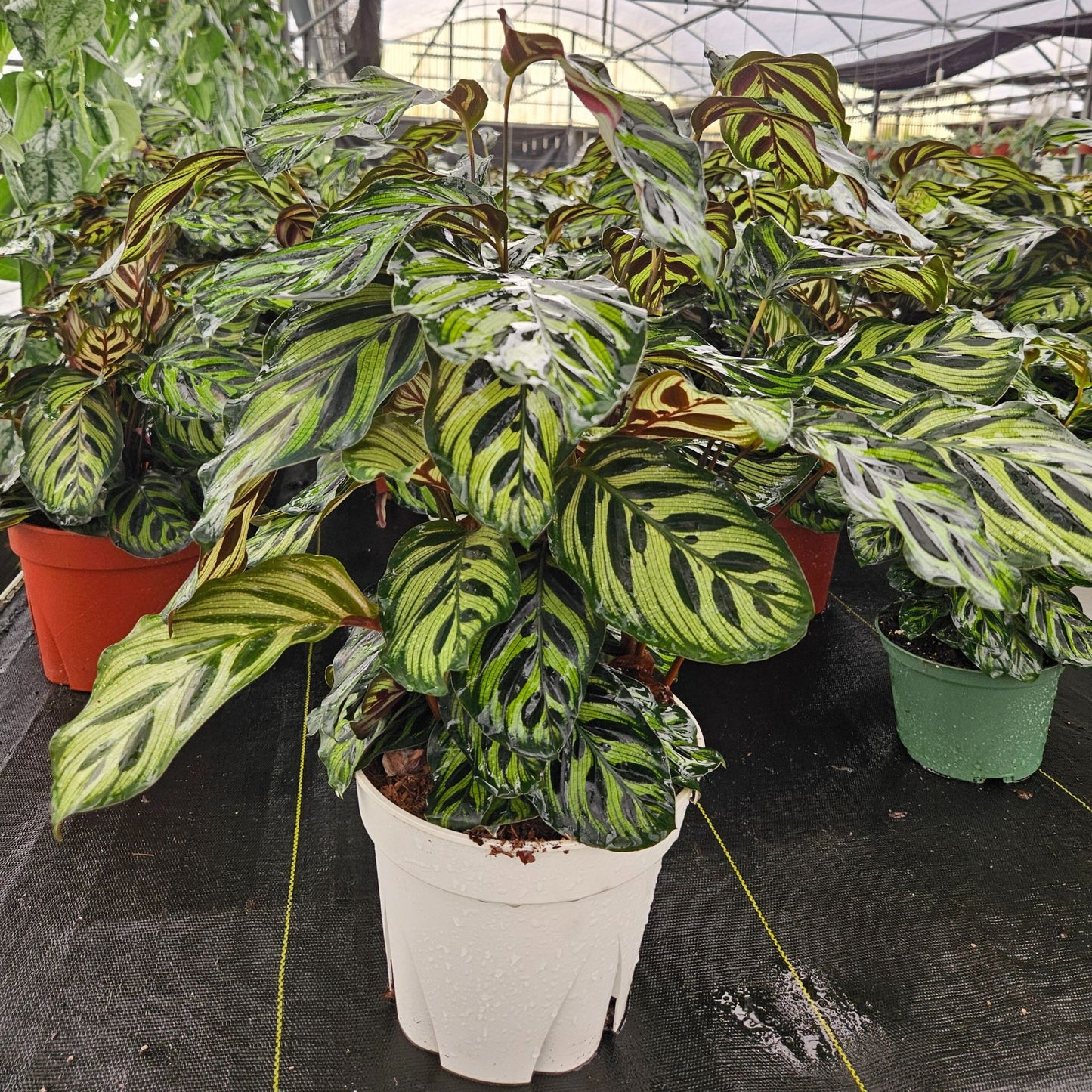 8" Calathea Makayona