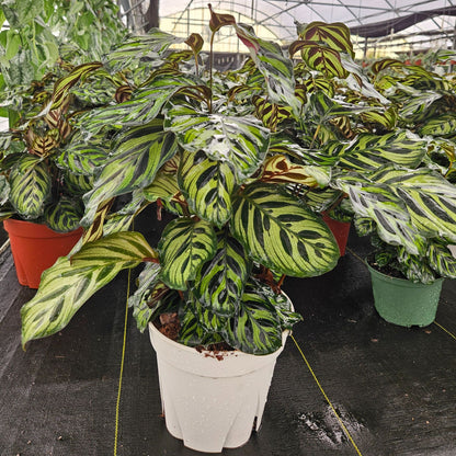 8" Calathea Makayona