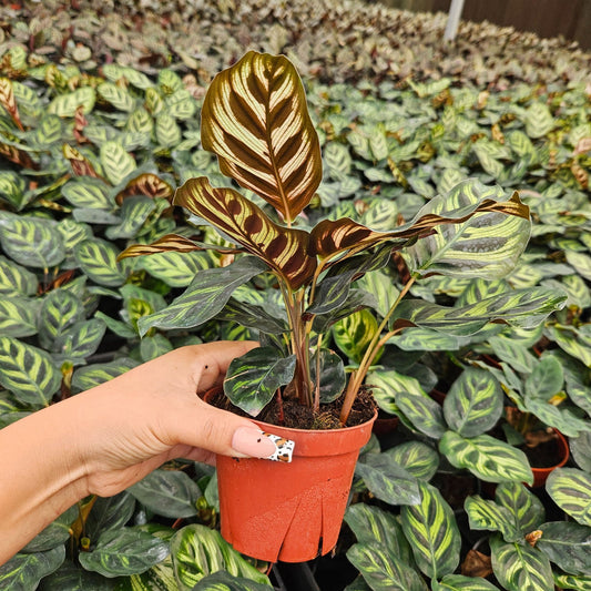 4” Calathea Makayona
