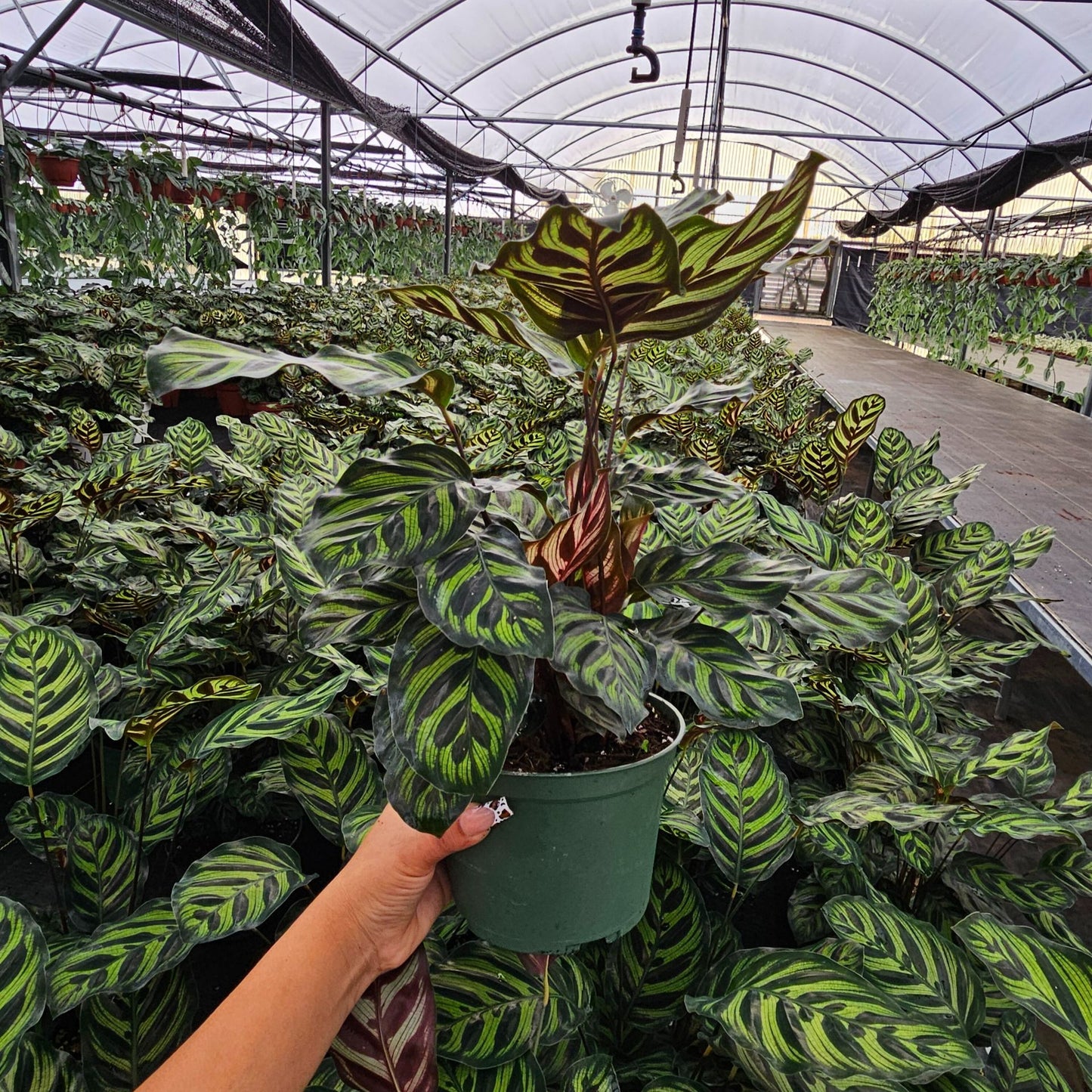 6” Calathea Makayona