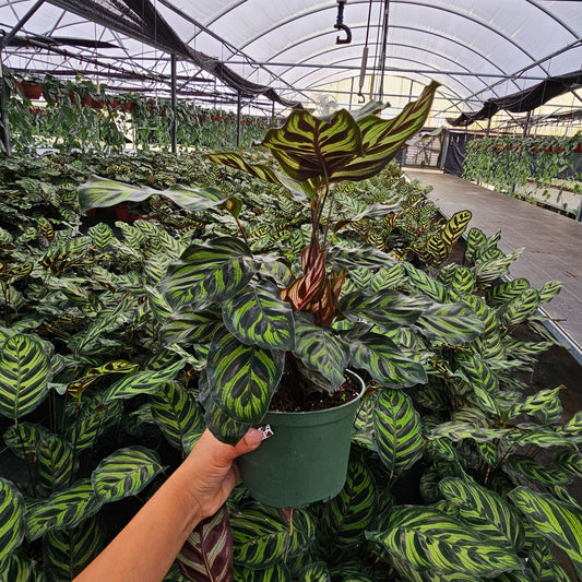 6” Calathea Makayona