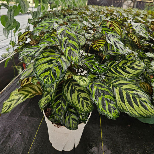 8" Calathea Makayona